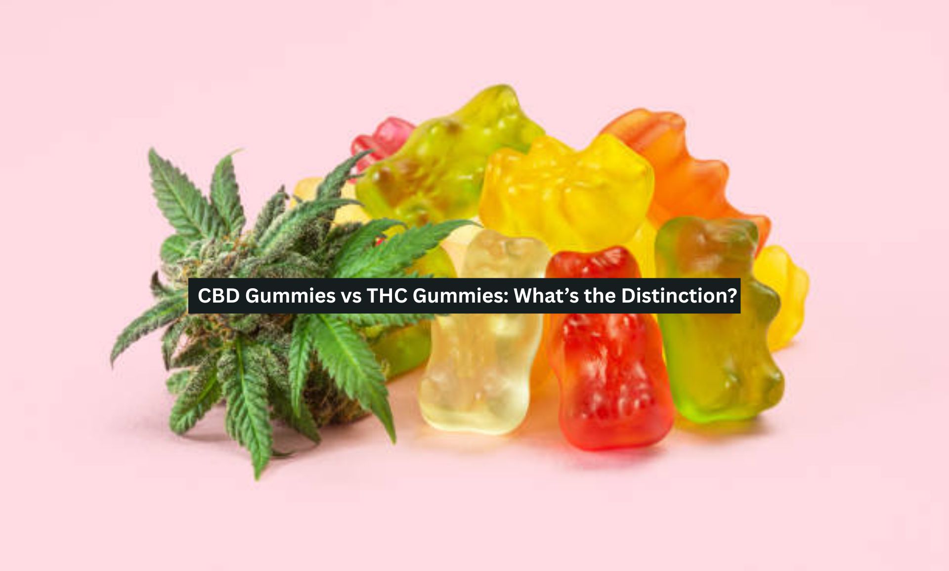 CBD Gummies vs THC Gummies: What’s the Distinction?