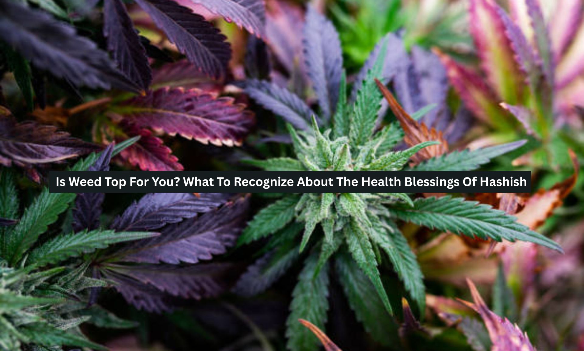 Is Weed Top For You? What To Recognize About The Health Blessings Of Hashish