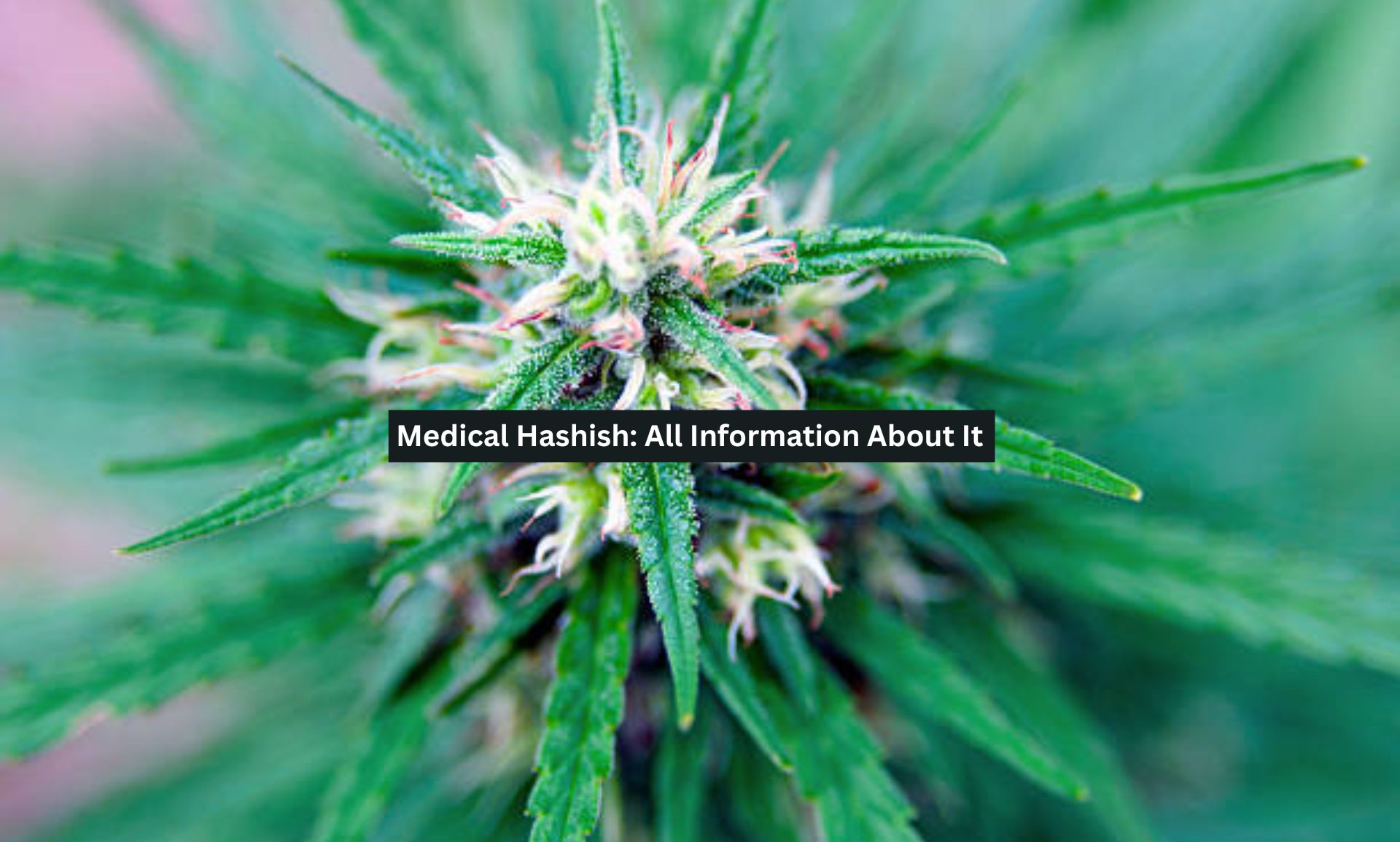 Medical Hashish: All Information About It