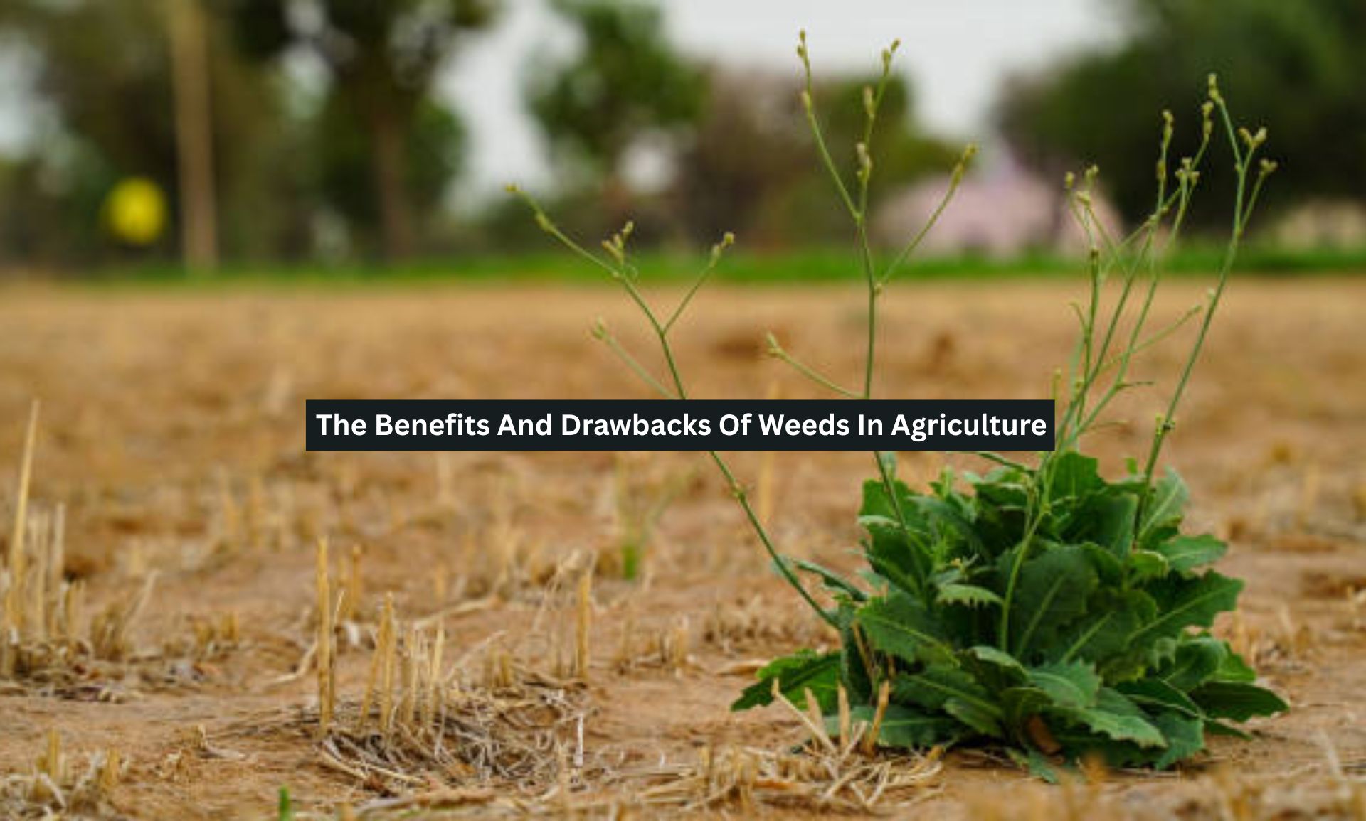 Weeds In Agriculture